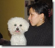 Bichon � poil fris�, Bichon Frise