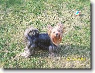 Jork��rsk� terier, Yorkshire Terrier,