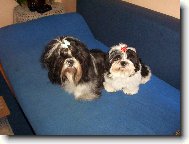 �icu, Shih-Tzu