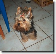 Jork��rsk� terier, Yorkshire Terrier,