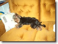 Jork��rsk� terier, Yorkshire Terrier,