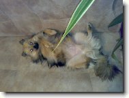 Deutscher spitz - Kleinspitz, German Spitz � Miniature Spitz