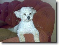 Bichon � poil fris�, Bichon Frise