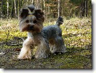 Jork��rsk� terier, Yorkshire Terrier,