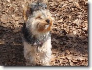Jork��rsk� terier, Yorkshire Terrier,