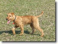 Irish  terrier \(Dog standard\)