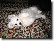 Bichon � poil fris�, Bichon Frise