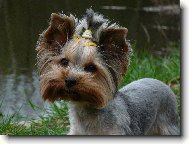 Jork��rsk� terier, Yorkshire Terrier,