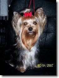 Jork��rsk� terier, Yorkshire Terrier,
