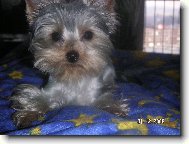Jork��rsk� terier, Yorkshire Terrier,