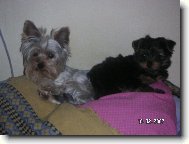 Jork��rsk� terier, Yorkshire Terrier,