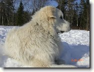 Chien de Montagne des Pyr�n�es