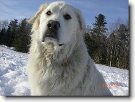 Chien de Montagne des Pyr�n�es