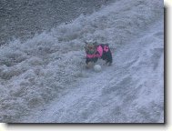 Jork��rsk� terier, Yorkshire Terrier,