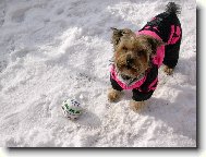 Jork��rsk� terier, Yorkshire Terrier,