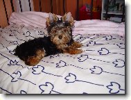 Jork��rsk� terier, Yorkshire Terrier,