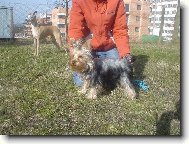 Jork��rsk� terier, Yorkshire Terrier,