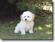Bichon � poil fris�, Bichon Frise