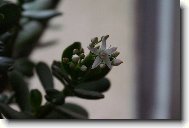 Crassula