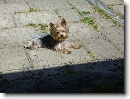 Jork��rsk� terier, Yorkshire Terrier,