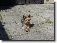 Jork��rsk� terier, Yorkshire Terrier,