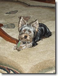 Jork��rsk� terier, Yorkshire Terrier,