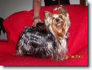 Jork��rsk� terier, Yorkshire Terrier,