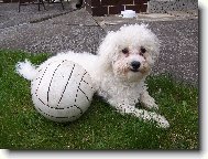 Bichon � poil fris�, Bichon Frise