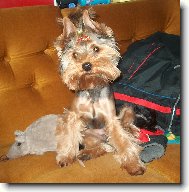 Jork��rsk� terier, Yorkshire Terrier,