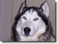 Siberian Husky