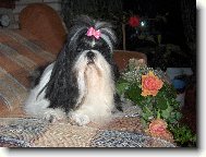 �icu, Shih-Tzu