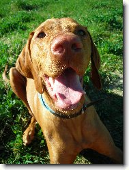 R�vidsz�r� Magyar Vizsla, Hungarian Short-haired Pointing Dog
