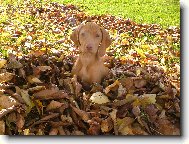 R�vidsz�r� Magyar Vizsla, Hungarian Short-haired Pointing Dog