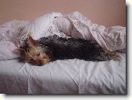 Jork��rsk� terier, Yorkshire Terrier,