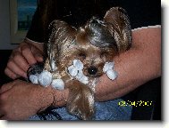 Jork��rsk� terier, Yorkshire Terrier,