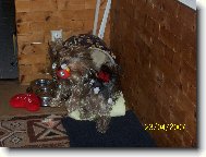 Jork��rsk� terier, Yorkshire Terrier,