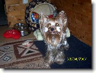 Jork��rsk� terier, Yorkshire Terrier,