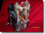 Jork��rsk� terier, Yorkshire Terrier,