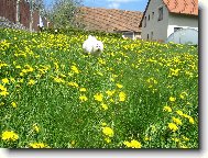 Bichon � poil fris�, Bichon Frise