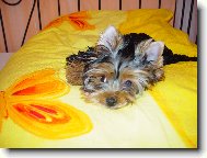 Jork��rsk� terier, Yorkshire Terrier,