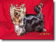 Jork��rsk� terier, Yorkshire Terrier,