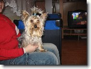 Jork��rsk� terier, Yorkshire Terrier,