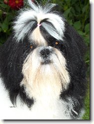 �icu, Shih-Tzu