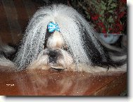 �icu, Shih-Tzu