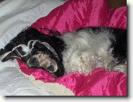 �icu, Shih-Tzu