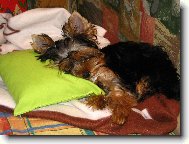 Jork��rsk� terier, Yorkshire Terrier,