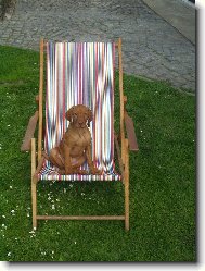 R�vidsz�r� Magyar Vizsla, Hungarian Short-haired Pointing Dog