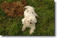 Bichon � poil fris�, Bichon Frise