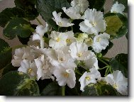 b�l� fialka