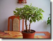 Ficus benjamina